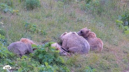 Kodiak Alaska Brown Bears Live Webcam - Aug 2, 2026, 1:44pm AKDT