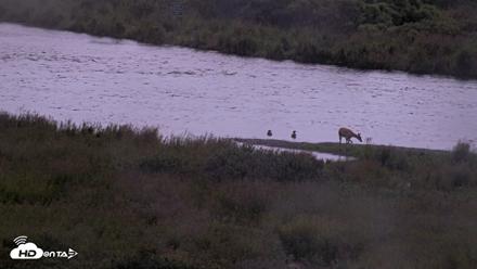 Kodiak Alaska Brown Bears Live Webcam - Aug 14, 2026, 6:52am AKDT