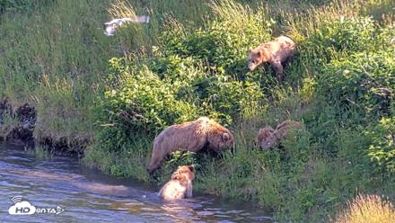 Kodiak Alaska Brown Bears Live Webcam - Jul 24, 2026, 6:46pm AKDT
