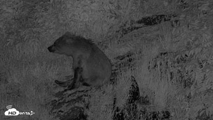 Kodiak Alaska Brown Bears Live Webcam - Aug 5, 2026, 11:31pm AKDT