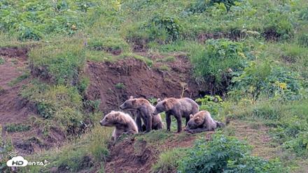 Kodiak Alaska Brown Bears Live Webcam - Aug 9, 2026, 4:23pm AKDT