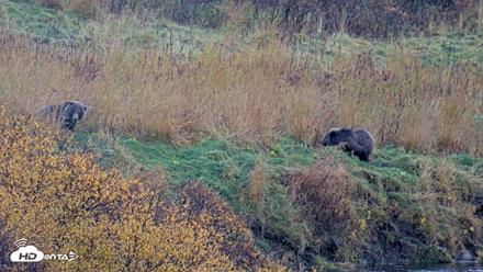 Kodiak Alaska Brown Bears Live Webcam - Oct 12, 2026, 6:39pm AKDT
