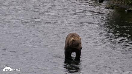 Kodiak Alaska Brown Bears Live Webcam - Aug 18, 2026, 4:49pm AKDT