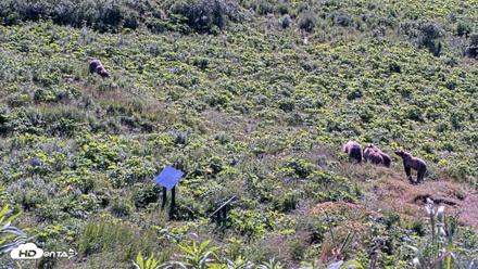 Kodiak Alaska Brown Bears Live Webcam - Jul 30, 2026, 10:51am AKDT