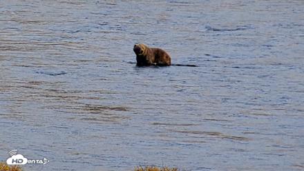 Kodiak Alaska Brown Bears Live Webcam - Oct 2, 2026, 5:33pm AKDT