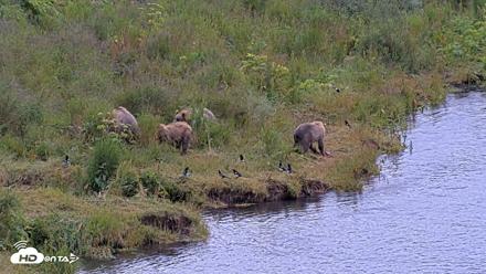 Kodiak Alaska Brown Bears Live Webcam - Aug 2, 2026, 12:23pm AKDT