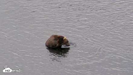 Kodiak Alaska Brown Bears Live Webcam - Aug 10, 2026, 5:59pm AKDT