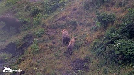 Kodiak Alaska Brown Bears Live Webcam - Aug 4, 2026, 7:01am AKDT