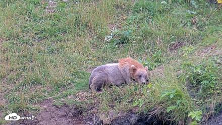 Kodiak Alaska Brown Bears Live Webcam - Aug 3, 2026, 3:03pm AKDT