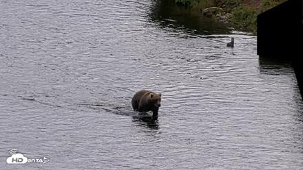 Kodiak Alaska Brown Bears Live Webcam - Aug 6, 2026, 11:42am AKDT