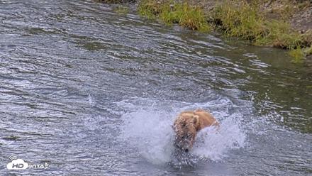 Kodiak Alaska Brown Bears Live Webcam - Aug 4, 2026, 12:58pm AKDT