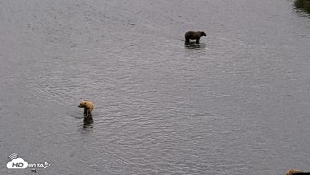Kodiak Alaska Brown Bears Live Webcam - Aug 7, 2026, 12:14pm AKDT