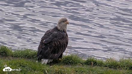 Kodiak Alaska Brown Bears Live Webcam - Oct 8, 2026, 1:29pm AKDT