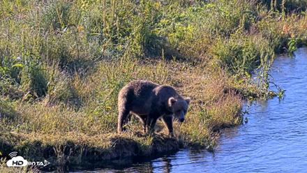 Kodiak Alaska Brown Bears Live Webcam - Jul 30, 2026, 9:10am AKDT
