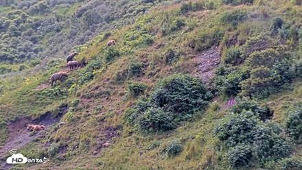 Kodiak Alaska Brown Bears Live Webcam - Aug 9, 2026, 12:49pm AKDT