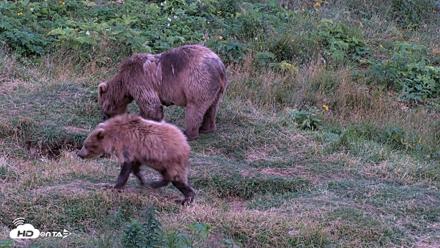 Kodiak Alaska Brown Bears Live Webcam - Aug 11, 2026, 10:09pm AKDT