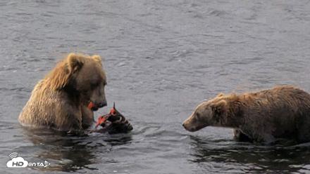 Kodiak Alaska Brown Bears Live Webcam - Aug 18, 2026, 10:01am AKDT