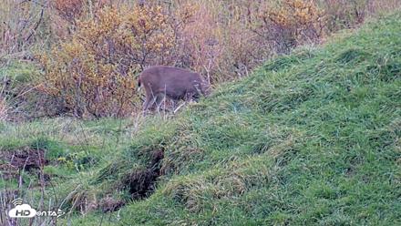 Kodiak Alaska Brown Bears Live Webcam - Oct 8, 2026, 6:14pm AKDT
