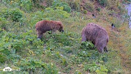 Kodiak Alaska Brown Bears Live Webcam - Aug 2, 2026, 9:00am AKDT