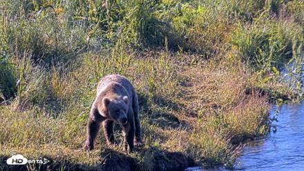 Kodiak Alaska Brown Bears Live Webcam - Jul 30, 2026, 9:10am AKDT