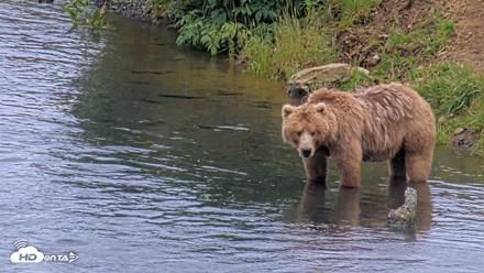 Kodiak Alaska Brown Bears Live Webcam - Aug 6, 2026, 7:01pm AKDT