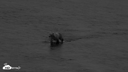 Kodiak Alaska Brown Bears Live Webcam - Aug 19, 2026, 6:38am AKDT