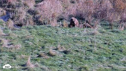 Kodiak Alaska Brown Bears Live Webcam - Oct 21, 2026, 3:11pm AKDT