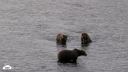 Kodiak Alaska Brown Bears Live Webcam - Aug 18, 2026, 9:53am AKDT