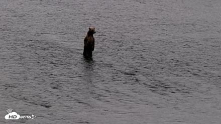 Kodiak Alaska Brown Bears Live Webcam - Aug 18, 2026, 7:28am AKDT