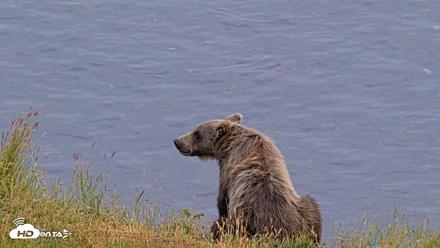 Kodiak Alaska Brown Bears Live Webcam - Aug 10, 2026, 9:08pm AKDT