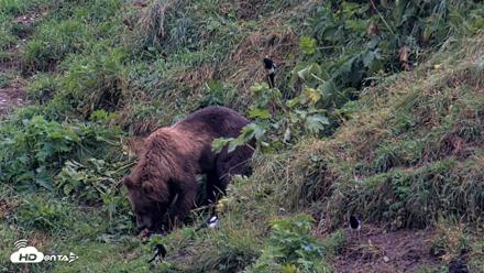 Kodiak Alaska Brown Bears Live Webcam - Aug 17, 2026, 8:24am AKDT