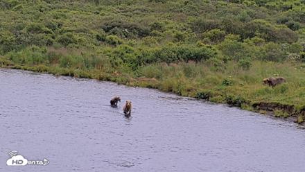 Kodiak Alaska Brown Bears Live Webcam - Aug 10, 2026, 7:47pm AKDT