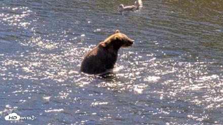 Kodiak Alaska Brown Bears Live Webcam - Aug 23, 2026, 2:56pm AKDT