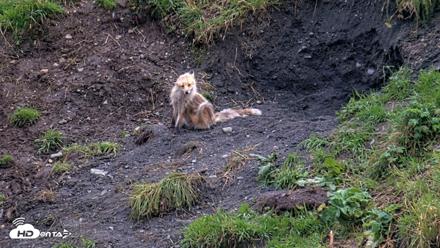 Kodiak Alaska Brown Bears Live Webcam - Aug 20, 2026, 8:13pm AKDT