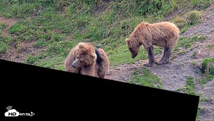 Kodiak Alaska Brown Bears Live Webcam - Aug 9, 2026, 3:45pm AKDT