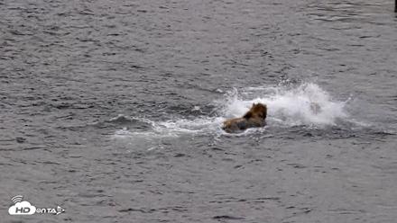 Kodiak Alaska Brown Bears Live Webcam - Aug 3, 2026, 6:39am AKDT