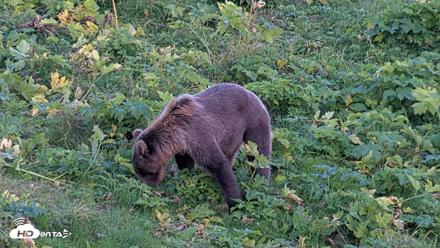 Kodiak Alaska Brown Bears Live Webcam - Aug 26, 2026, 8:54pm AKDT