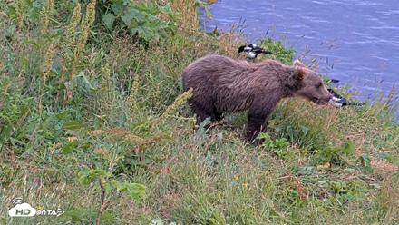 Kodiak Alaska Brown Bears Live Webcam - Aug 10, 2026, 8:17pm AKDT