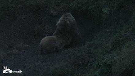 Kodiak Alaska Brown Bears Live Webcam - Aug 3, 2026, 10:47pm AKDT