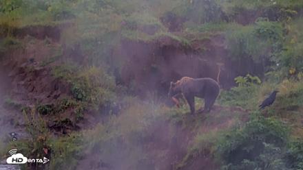 Kodiak Alaska Brown Bears Live Webcam - Aug 13, 2026, 4:58pm AKDT