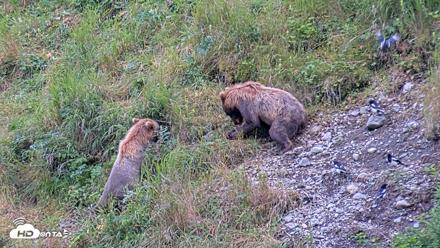 Kodiak Alaska Brown Bears Live Webcam - Aug 6, 2026, 10:06am AKDT