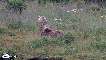 Kodiak Alaska Brown Bears Live Webcam - Aug 7, 2026, 7:45am AKDT