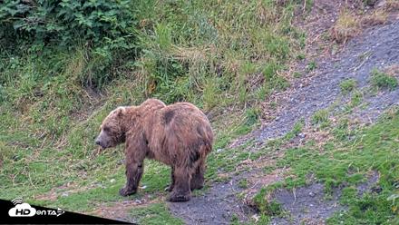 Kodiak Alaska Brown Bears Live Webcam - Aug 4, 2026, 8:57pm AKDT
