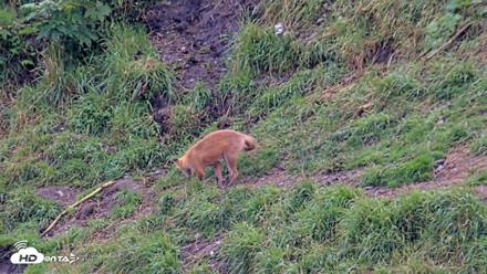 Kodiak Alaska Brown Bears Live Webcam - Aug 20, 2026, 5:24pm AKDT