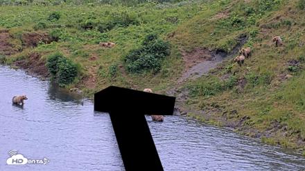 Kodiak Alaska Brown Bears Live Webcam - Aug 2, 2026, 9:12pm AKDT