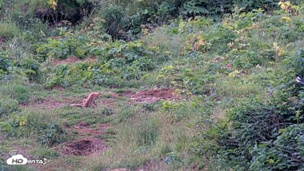 Kodiak Alaska Brown Bears Live Webcam - Aug 11, 2026, 9:03am AKDT