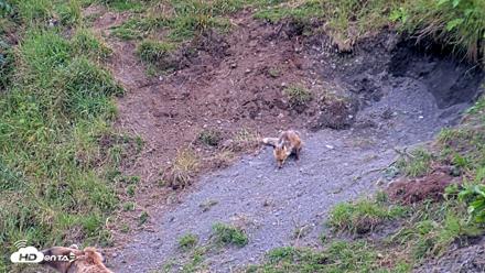Kodiak Alaska Brown Bears Live Webcam - Aug 2, 2026, 9:29pm AKDT