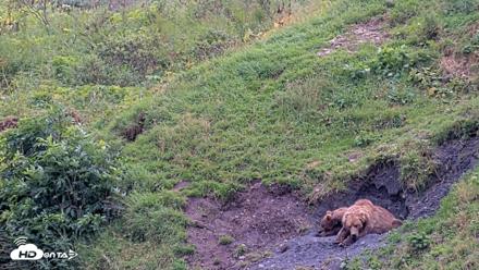 Kodiak Alaska Brown Bears Live Webcam - Aug 22, 2026, 3:07pm AKDT