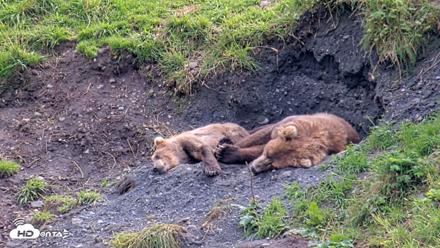 Kodiak Alaska Brown Bears Live Webcam - Aug 22, 2026, 3:57pm AKDT
