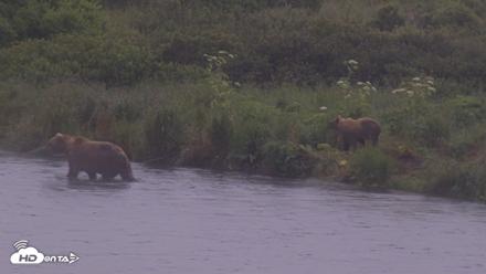 Kodiak Alaska Brown Bears Live Webcam - Aug 4, 2026, 7:39am AKDT
